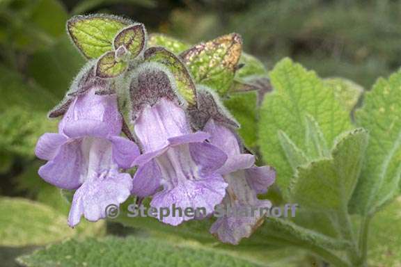 lepechinia fragrans 2 graphic